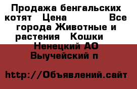 Продажа бенгальских котят › Цена ­ 20 000 - Все города Животные и растения » Кошки   . Ненецкий АО,Выучейский п.